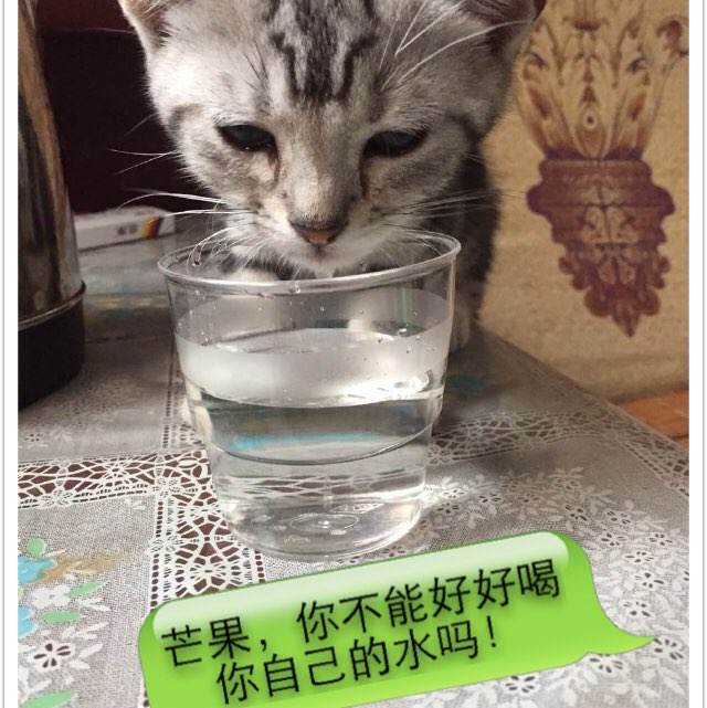 公立鳥取環境大学硕士证书